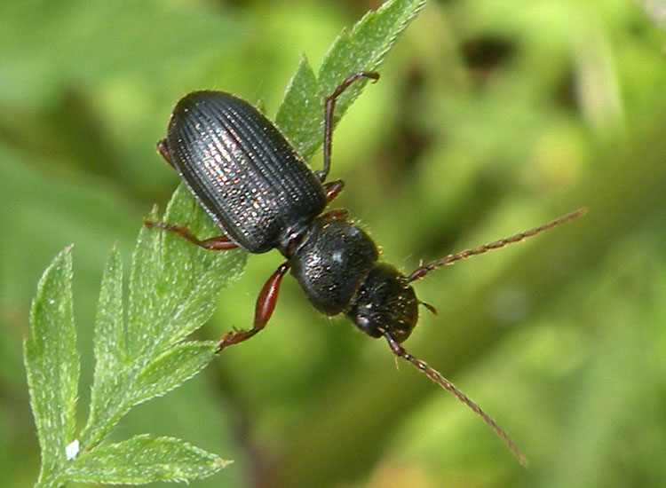 Coleottero nero